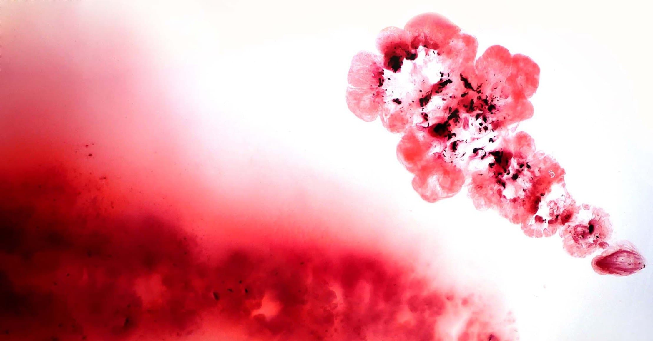My personal experience with Free Bleeding: A love letter